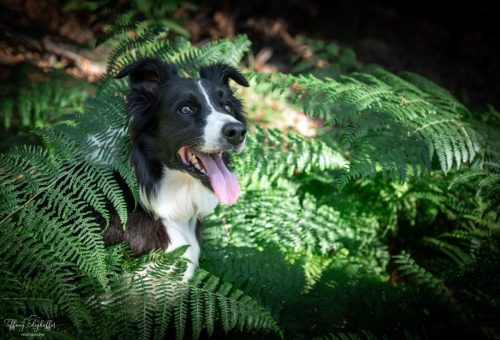 Portrait de Nala dans les fougères / Tiffany Edighoffer