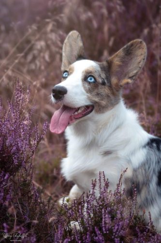 Portrait de Sif Purple 