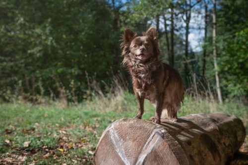 Portrait de Twix sur sa souche