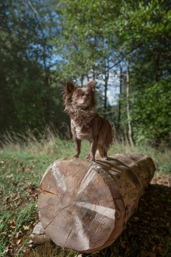 Portrait de Twix sur sa souche plan large