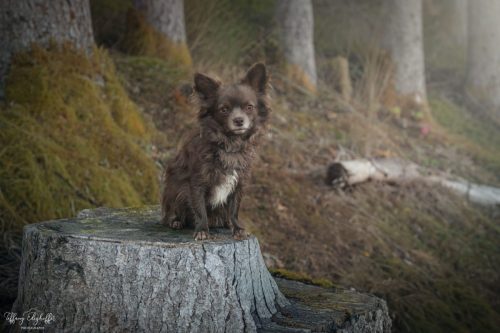 Portrait de Twix en forêt 