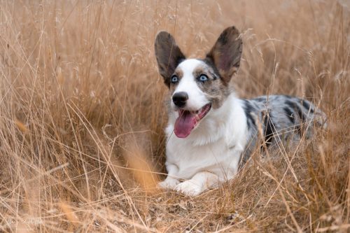 Portrait de Sif dans les blés