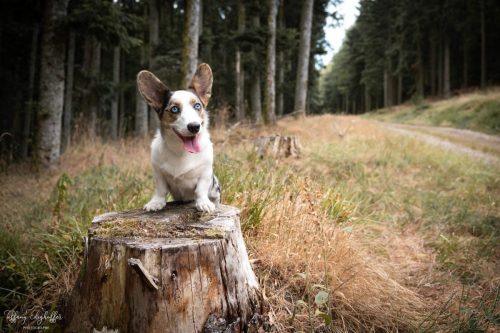 Portrait de Sif sur une souche d'arbre dans la forêt